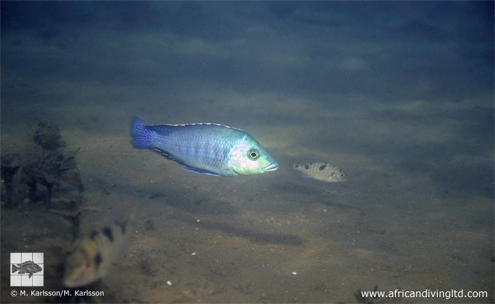 Protomelas kirkii 'Mbamba Bay'